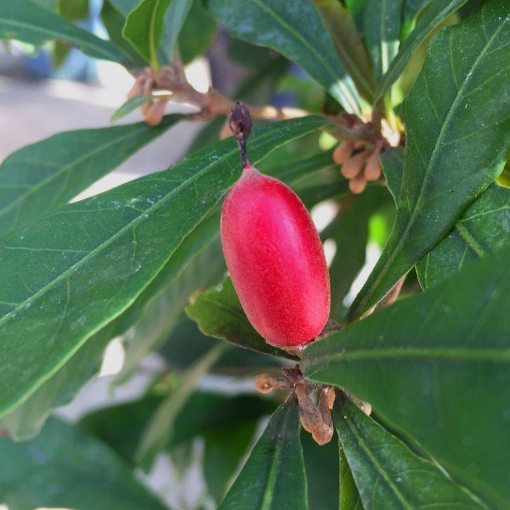 ヒペリカム ミラクルナイト 切り花としても 宿根草 赤実 5号鉢 0902 お花処 昌山園 通販 Yahoo ショッピング
