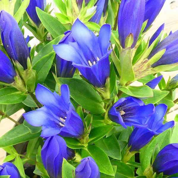 リンドウ 苗 3 5号 ピンク花 メルヘンアシロ りんどう 山野草 宿根草 秋の花 お花処 昌山園 通販 Yahoo ショッピング