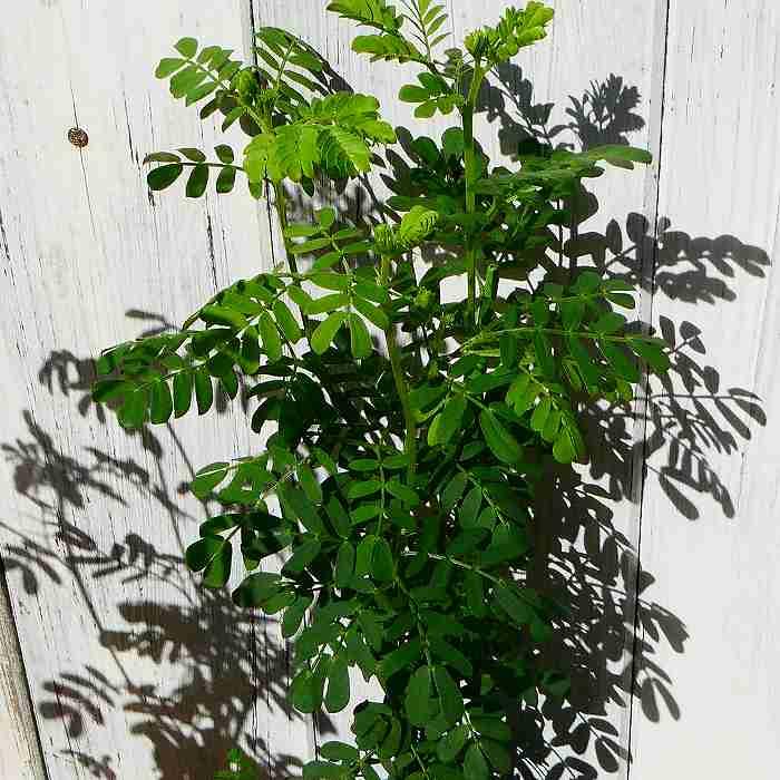 アカシア モニカ ドルモンディ 苗 3.5号 苗木 植木 シルバーリーフ