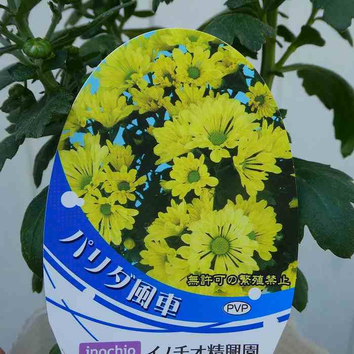 菊 ゼンブラライム グリーン スプレーマム 5号鉢 ライムグリーン 鉢花 苗 秋の花 0907 お花処 昌山園 通販 Yahoo ショッピング