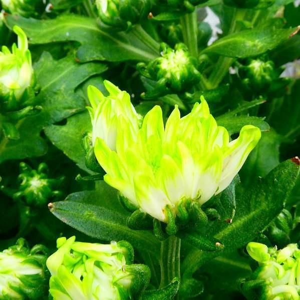 美しい風車菊① 開花中　現品発送 正規品です　ラベル付き 美しい風車菊① 開花中 現品発送 正規品です ラベル付き