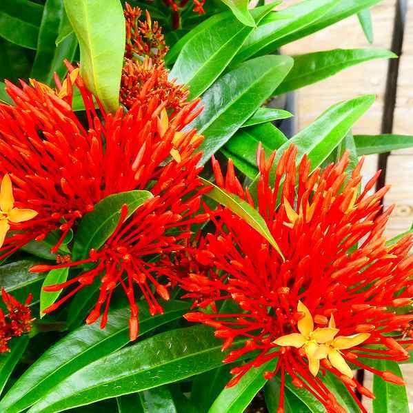 花苗 サンタンカ 3 5号ポット 苗 赤花 0907 お花処 昌山園 通販 Yahoo ショッピング