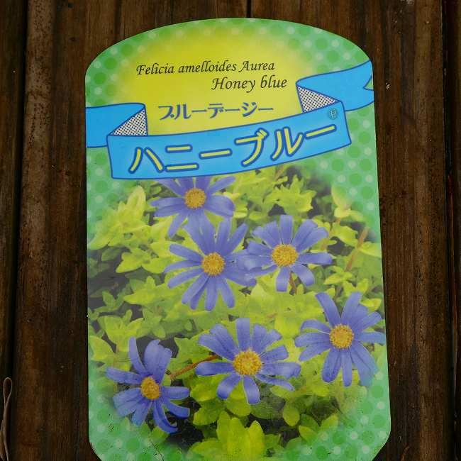 ブルーデージー 苗 ハニーブルー 黄金葉 6号 260407 : お花処 昌山園