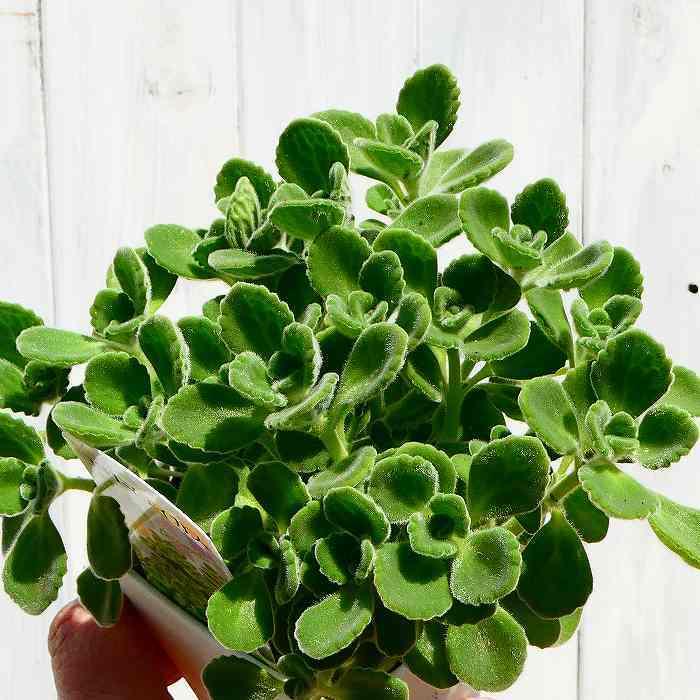 アロマティカス 苗 3号 プレクトランサス 香り 多肉植物 ハーブ 宿根草 ハーブティー クッキング 2811 お花処 昌山園 通販 Yahoo ショッピング