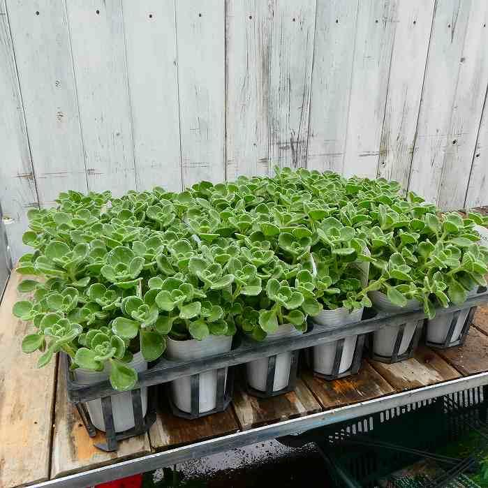アロマティカス 苗 3号 プレクトランサス 香り 多肉植物 ハーブ 宿根草