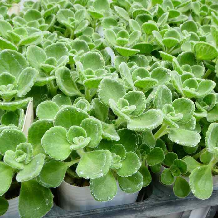 アロマティカス 苗 3号 プレクトランサス 香り 多肉植物 ハーブ 宿根草