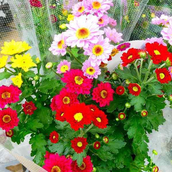 菊苗 ベルギーマム 5寸鉢 美品 苗 植物 Soybellezanatural Co