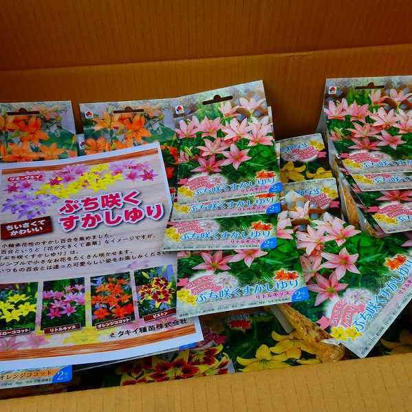 信州産百合(橙色・黄色)の球根 パケットプラス 信州産百合(橙色・黄色