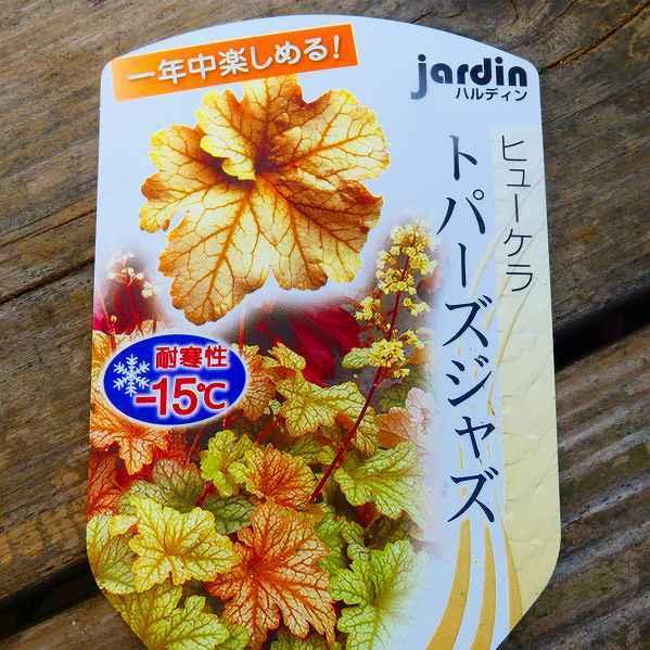 ヒューケラ 苗 トパーズジャズ 3.5号ポット ツボサンゴ 日陰向き 山