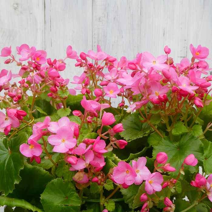 ベゴニア ラブミー 5号 クリスマスベゴニア ピンク花 苗 ギフト 鉢植え