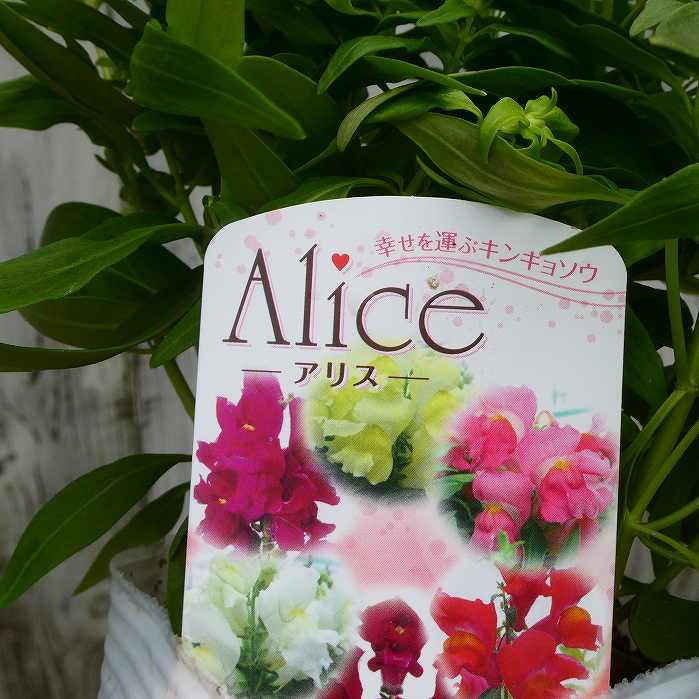 金魚草 苗 寄せ植え 3.5号 切り花に 花色お任せ 中高性 キンギョソウ