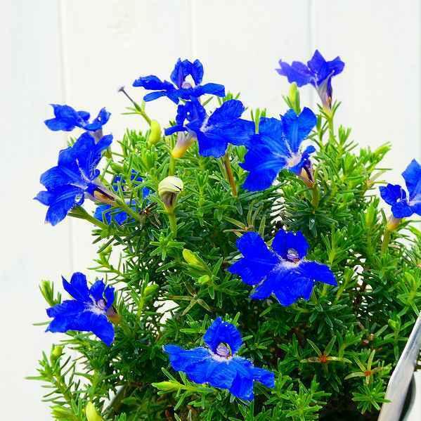 初恋草 ブルーハイランド 3号 青花 レシュノルティア 鉢花