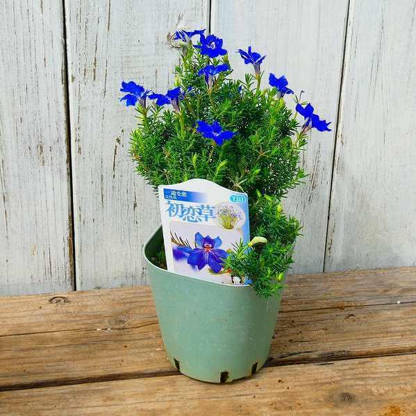 初恋草 ブルーハイランド 3号 青花 レシュノルティア 鉢花