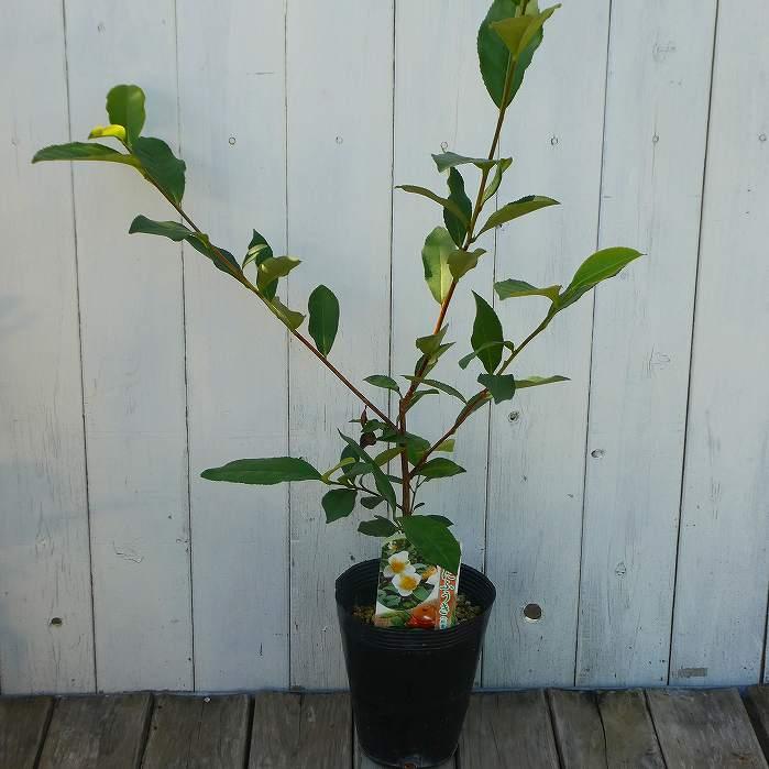 お茶 苗 べにふうき 4.5号 お茶の木 植木 垣根 常緑樹 251104 : お花処
