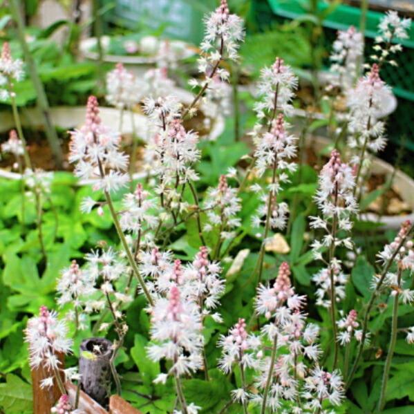 ティアレア シルベラード 苗 3.5号 ヒューケラの仲間 宿根草 ピンク 山