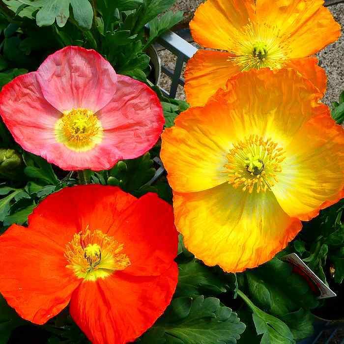 ポピー 苗 シャンパンバブルス 花色お任せ アイスランドポピー 3.5号