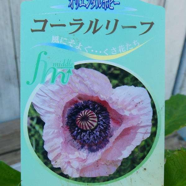 ポピー オリエンタルポピー コーラルリーフ 3 5号 苗 宿根草 春の花苗 花壇苗 耐寒性強 1026 お花処 昌山園 通販 Yahoo ショッピング