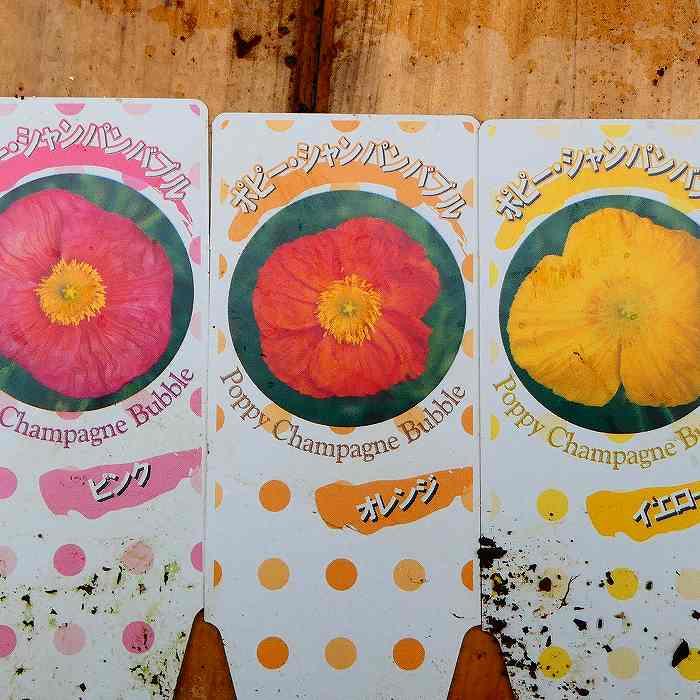 ポピー 苗 シャンパンバブルス 花色お任せ アイスランドポピー 3.5号