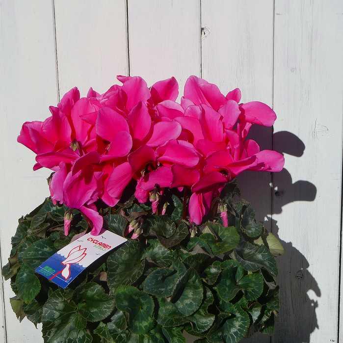 シクラメン 現品45 6号鉢 お歳暮 プレゼント ギフト 室内向き 鉢植え