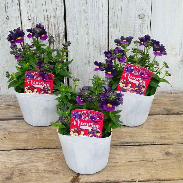 ネメシア エッセンシャル シュガーベリー 苗 3 5号 紫 青 小花 花壇苗 耐寒性強 17 お花処 昌山園 通販 Yahoo ショッピング