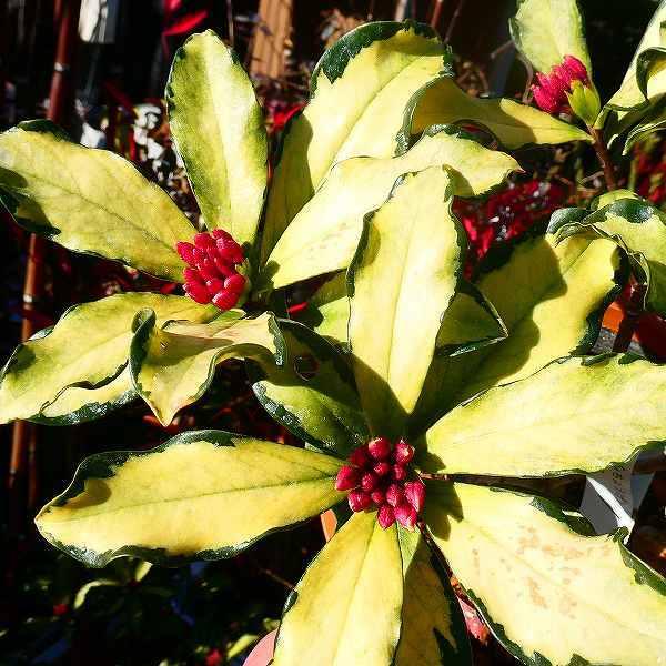 沈丁花ページ④ please swipe ⇄ The sweet fragrance of spring. 甘い香りで春の訪れ