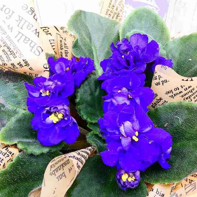 セントポーリア 苗 アルベール 3号鉢 八重咲き 青 ブルー 鉢花 230406