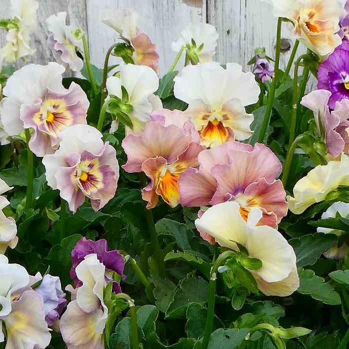 パンジー 苗 ペルクレア フリル咲き 花色お任せ 3.5号 冬の花壇苗