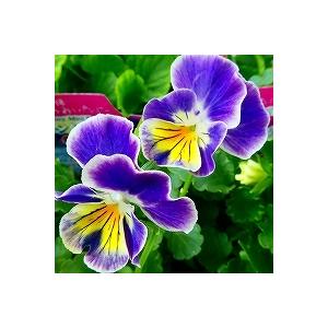 パンジー 苗 ペルクレア フリル咲き 花色お任せ 3.5号 冬の花壇苗