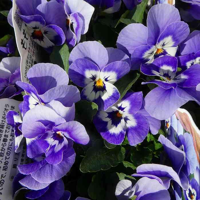 特価 カラフルお花B 10枚＋1枚 ビオラ 苗 うみももか 青花 3.5号 冬〜春花壇に 寄せ植えに パンジー