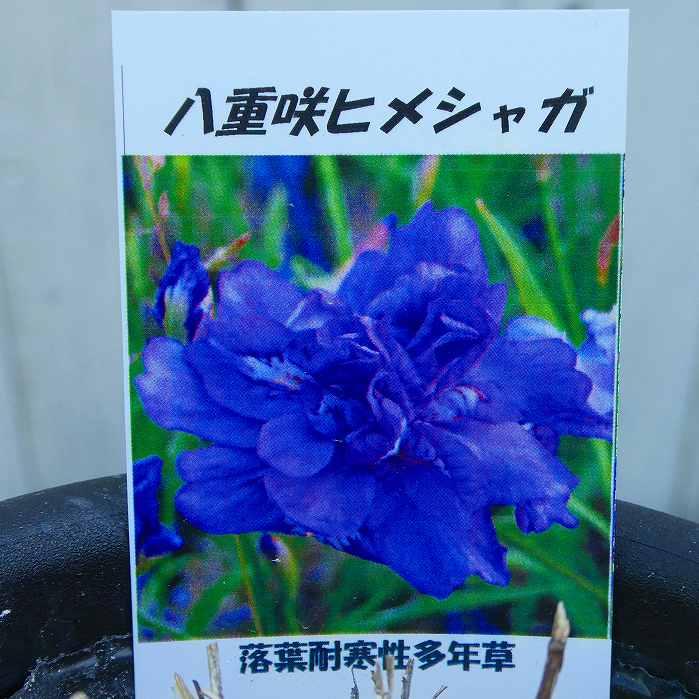 姫シャガ 苗 八重咲き 3.5号 山野草 下草 アヤメの仲間 260212 : お花