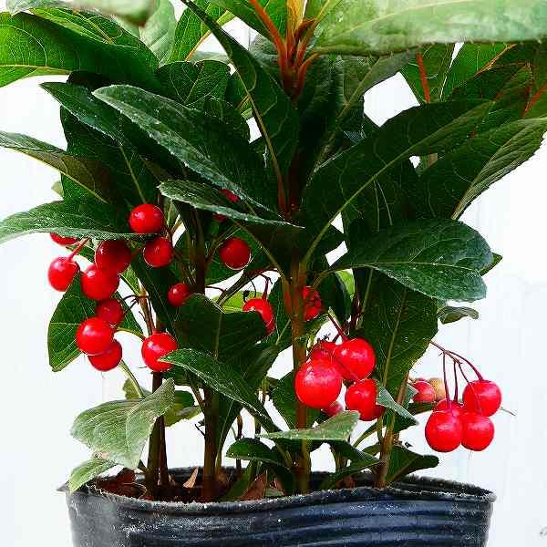 ヤブコウジ 実付き 苗 3.5号 藪柑子 お正月 赤い実 下草 グランド