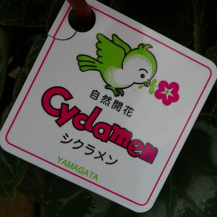 シクラメン 現品5 赤花 レッドブル 5号鉢 お歳暮 プレゼント ギフト