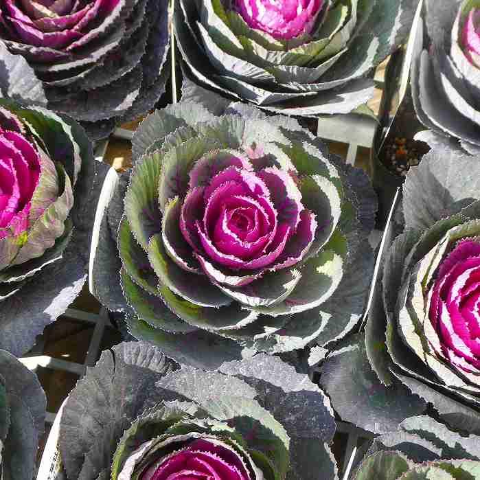 葉牡丹 苗 ブラックルシアン 3.5号 お正月 冬花壇 251211 : お花処 昌