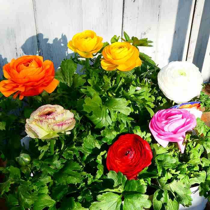 ラナンキュラス 苗 花色お任せ 4号 球根植物 花苗 250401 : お花 ラナンキュラス 苗 花色お任せ 4号 球根植物 花苗 250401 : お花