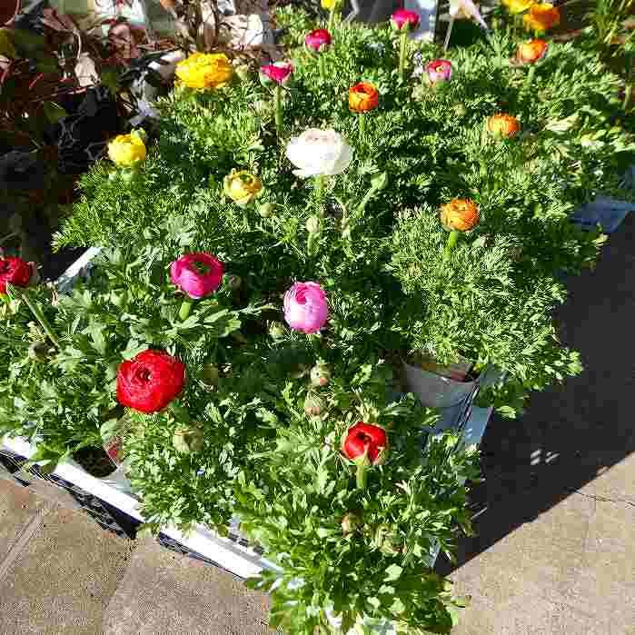 ラナンキュラス 苗 花色お任せ 3.5号 球根植物 花苗 260224a : お花処