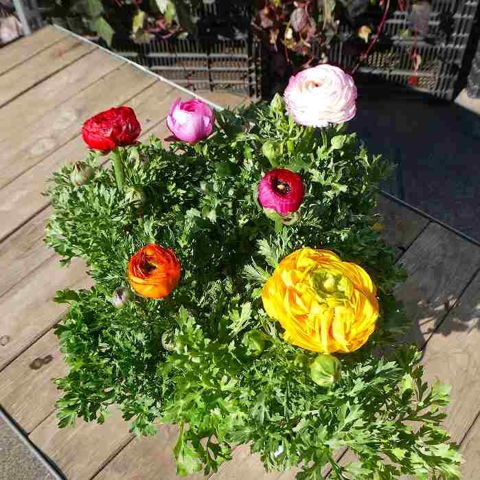 ラナンキュラス 苗 花色お任せ 3.5号 球根植物 花苗 260224a : お花処