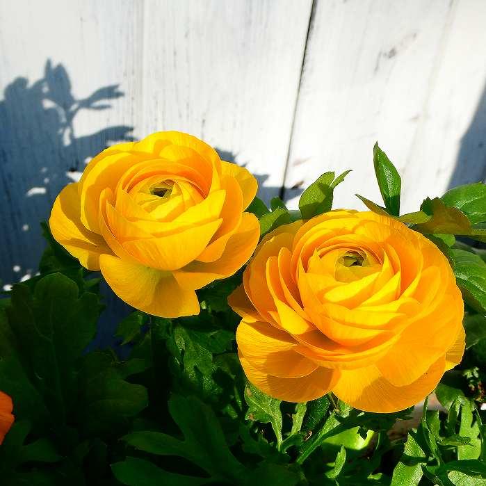 ラナンキュラス 苗 花色お任せ 4号 球根植物 花苗 250401 : お花 ラナンキュラス 苗 花色お任せ 4号 球根植物 花苗 250401 : お花