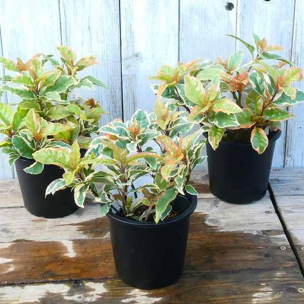 ヤブコウジ 斑入り 4号ポット 日陰向き 藪柑子 宿根草 多年草 山野草 寄せ植え材料 下草 1210 お花処 昌山園 通販 Yahoo ショッピング