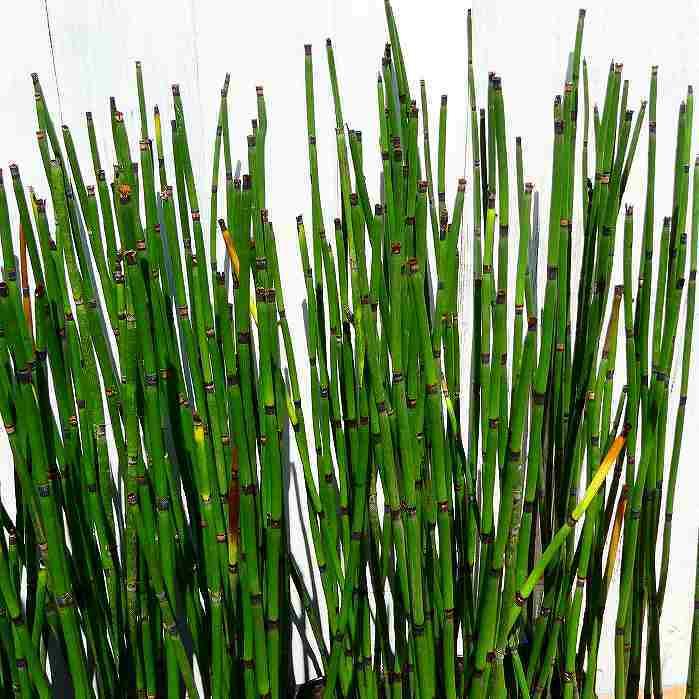 トクサ 苗 3号 砥草 山野草 常緑 グランドカバー 和風 草物盆栽 庭植え 