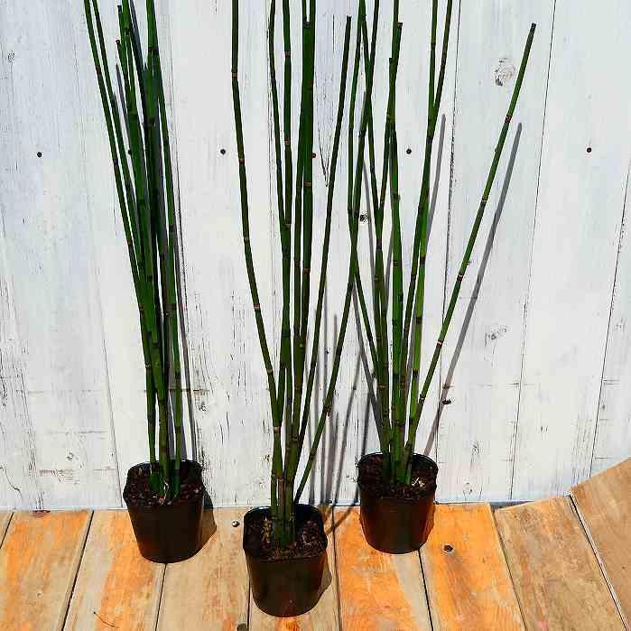 トクサ 苗 3号 砥草 山野草 常緑 グランドカバー 和風 草物盆栽 庭植え