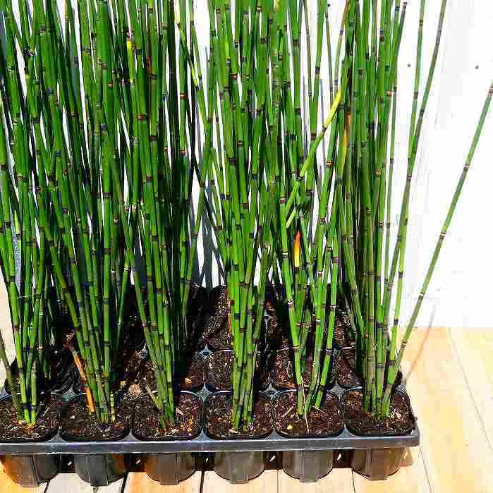 トクサ 苗 3号 砥草 山野草 常緑 グランドカバー 和風 草物盆栽 庭植え 