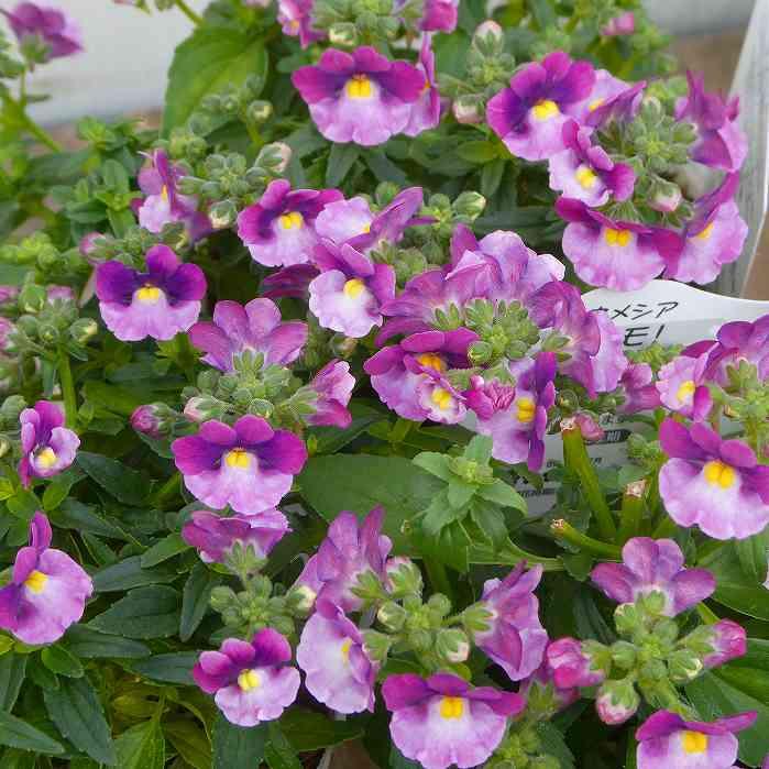ネメシア 苗 ラズベリーバイカラー ニモ！3.5号 2色咲き 小花 花壇苗