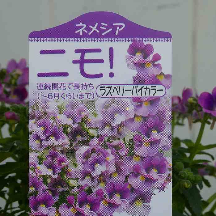 ネメシア 苗 ラズベリーバイカラー ニモ！3.5号 2色咲き 小花 花壇苗