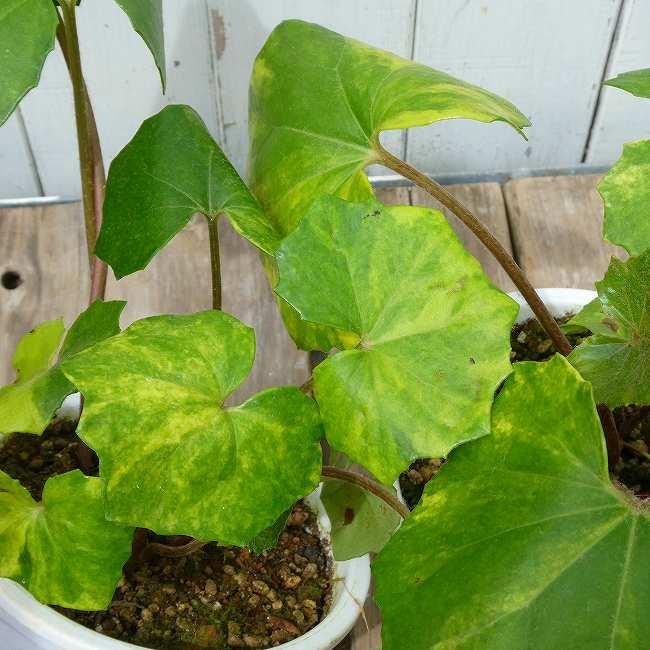 ツワブキ 日の神錦 4号鉢 斑入り 石蕗 山野草 和風庭園 お花処 昌山園 通販 Yahoo ショッピング