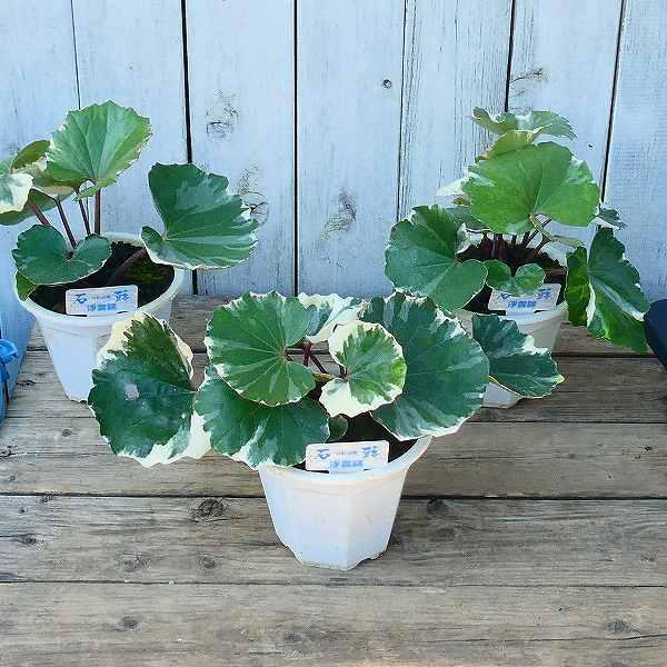 ツワブキ 浮雲錦 4号鉢 斑入り 石蕗 山野草 和風庭園 2505 お花処 昌山園 通販 Yahoo ショッピング