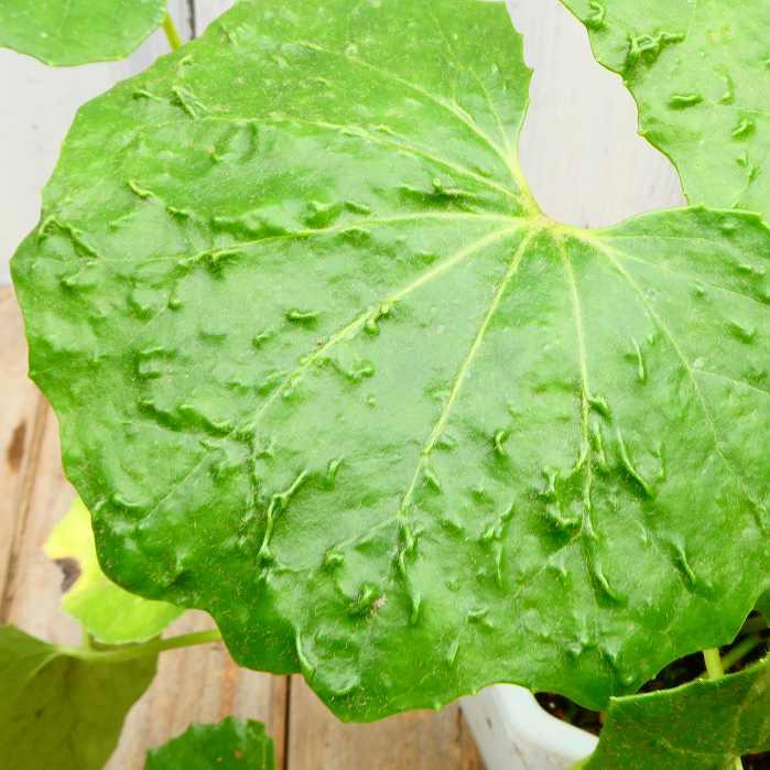 ツワブキ 青軸火雲 4号鉢 石蕗 山野草 和風庭園 青葉 苗 : お花処 昌