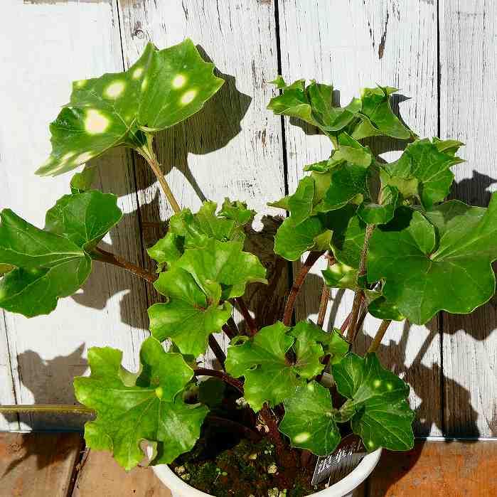 ツワブキ 紅葉々蛍 現品8 4号鉢 斑入り 山野草 着後レビューで 送料無料 0127 石蕗 和風庭園