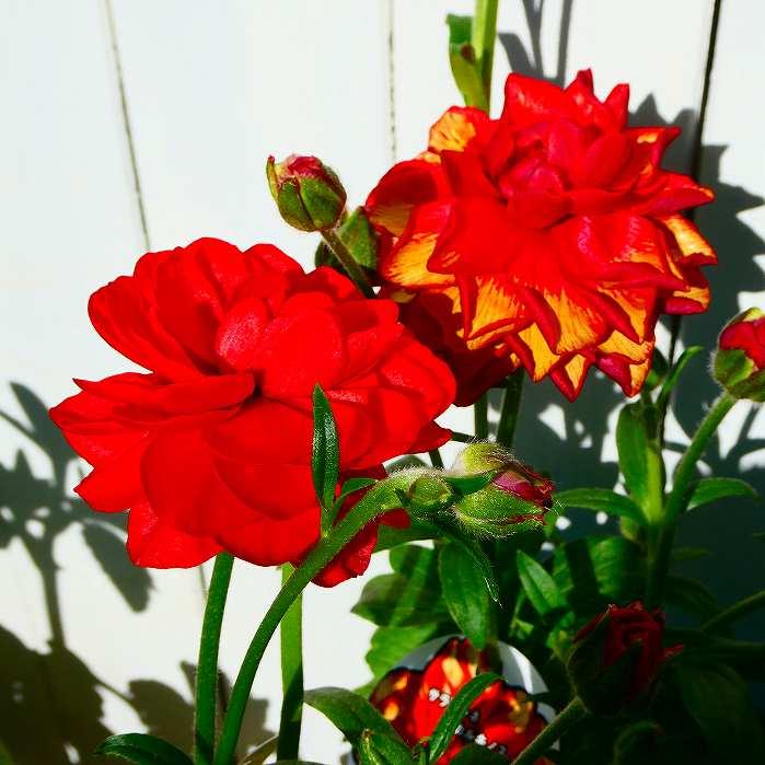 ラナンキュラス 苗 ランドセルシリーズ サラセレネ カルキノス 3.5号