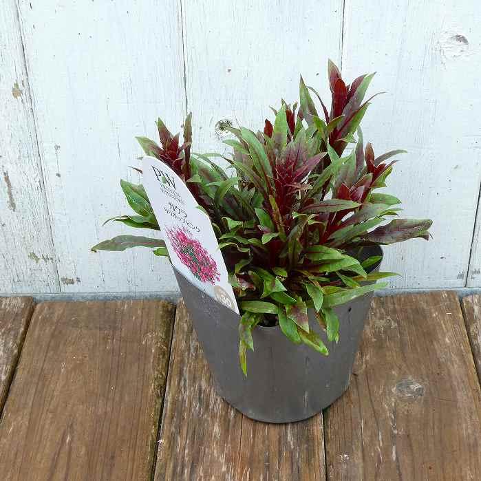 ガウラ 苗 リリポップピンク 3.5号 白鳥草 ピンク花 矮性 宿根草