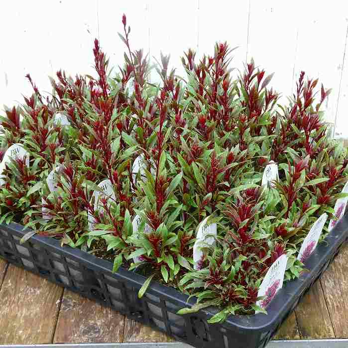 ガウラ 苗 リリポップピンク 3.5号 白鳥草 ピンク花 矮性 宿根草